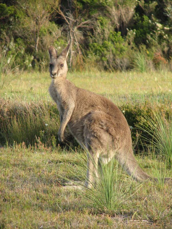 Male Kangaroo